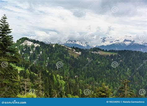 Young Greens Of Deciduous Trees And The Dark Needles Of Fir Trees On