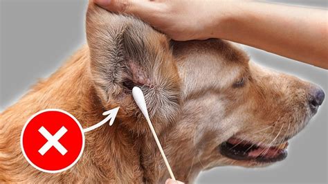How To Clean Dog Ears Youtube