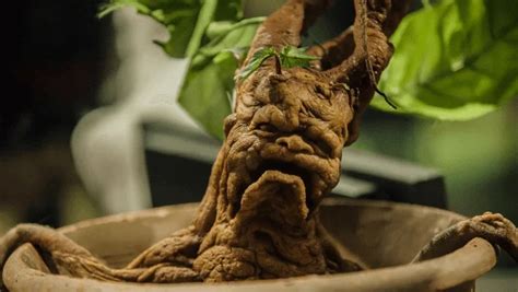 Mandrake Folklore Healing And Magical Attributes
