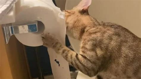 Vídeo De Cat Unrolls And Shreds Toilet Paper Míralo En