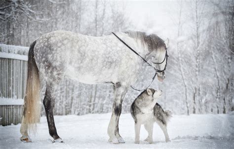 Wallpaper Winter Snow Horse Horse Dog Friends Husky