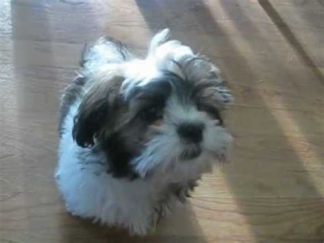 Get immediate access to our course Shih Tzu Puppy Training Time - YouTube