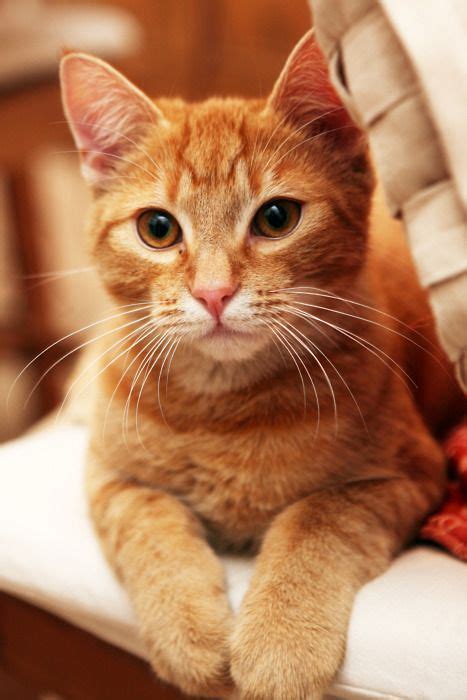 Ginger Cat Gatos Bonitos Gatinhos Fofos Gatos