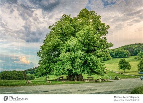 Amazing Old Linden Tree Under Spectacular Sky In Linn A Royalty Free