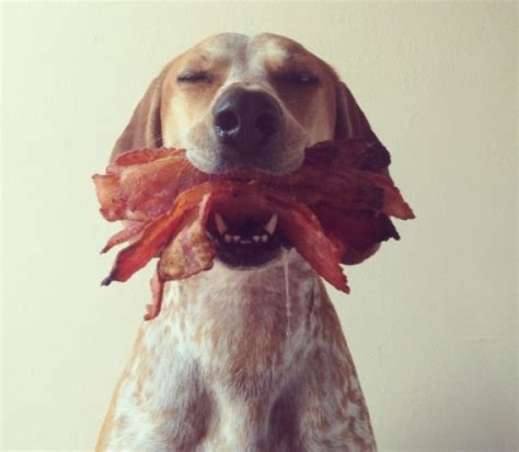 Top 10 Food Crazy Dogs Who Love Bacon