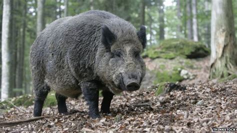What a bunch of morons. Princess Anne's pig killed in 'wild boar attack' - BBC News
