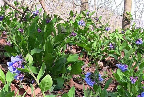 Beautiful Virginia Bluebells Blooming In Early Spring Along The