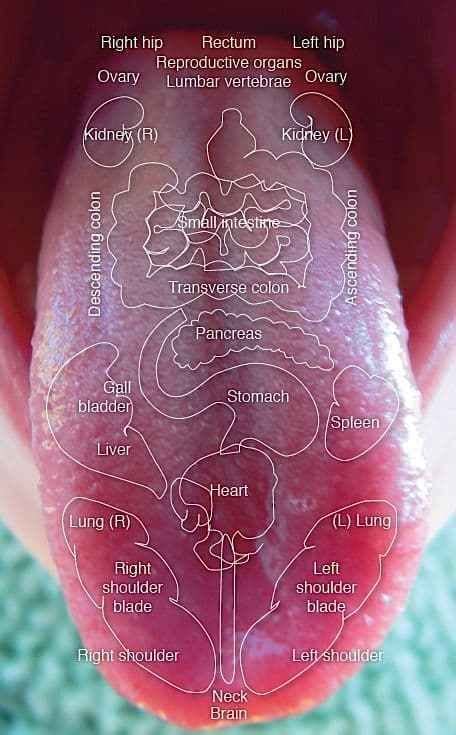 tongue diagnosis chart clinical charts and supplies