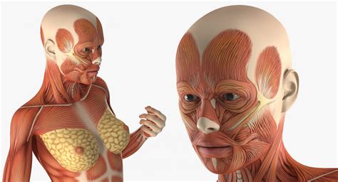 Female body shape or female figure is the cumulative product of a woman's skeletal structure and the quantity and distribution of muscle and fat on the body. Female Muscular System Anatomy 3d model - CGStudio