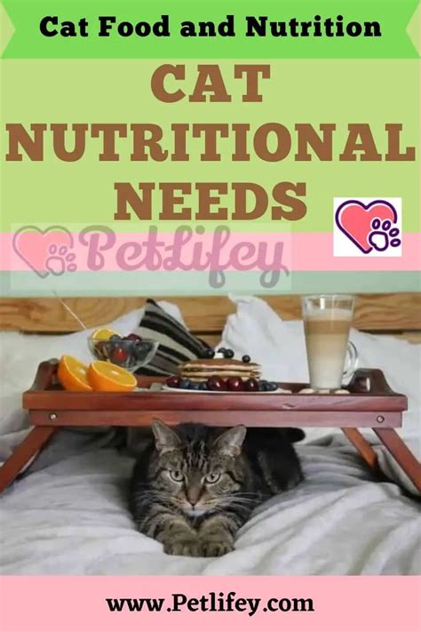Cat Nutritional Needs Pet Lifey