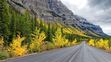 Mountain Road Between Yellow And Green Trees 4k Hd Nature Wallpapers
