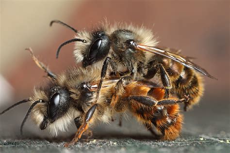 Red Mason Bees Mating — Digital Grin Photography Forum