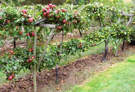 How To Plant Fruit Trees Tips To Pick The Right Tree And Spot Home N