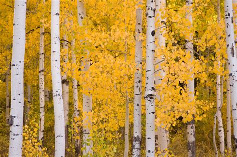 The Science Behind Fall Foliage Tree Research Tree Topics