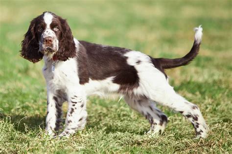 We are english springer spaniel breeders located in clarendon station, ontario. English Springer Spaniel | 101DogBreeds.com