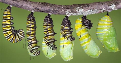 Monarch Butterfly Caterpillar Everything You Need To Know A Z Animals