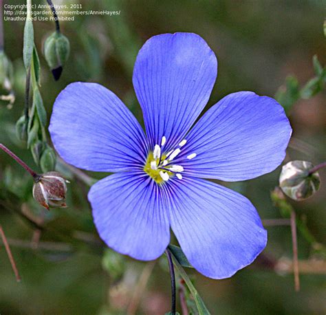 Plantfiles Pictures Linum Species Lewis Blue Flax