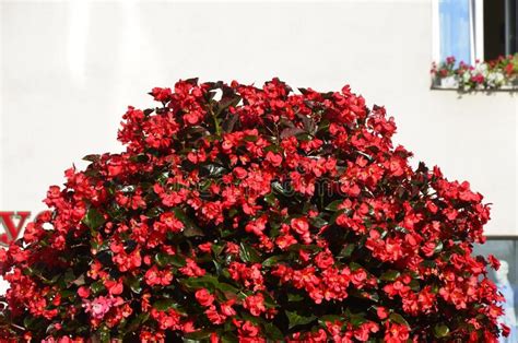 Red Begonia Flowers Grow In A Flower Bed Red Flowering Begonia Plants