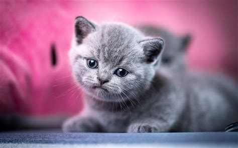 Download Wallpapers Little Gray Kitten British Shorthair Cat Cute