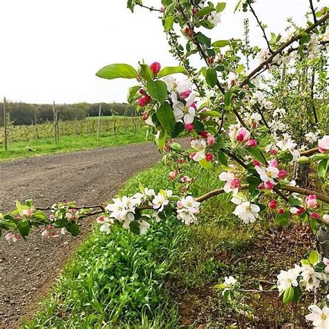 The Beauty Of The Apple Blossoms Bishops Orchards
