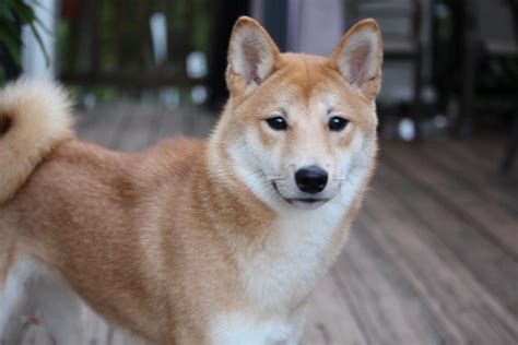 Glowing neon pet shiba inu from secret ancient cave!! Kame - DC Shiba Inu Rescue