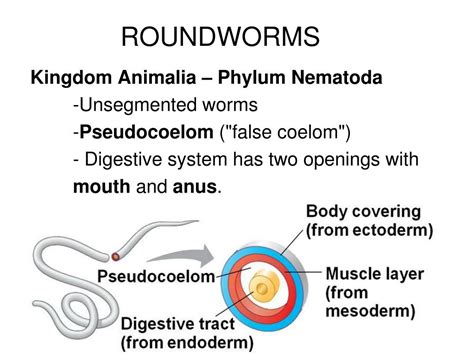 Ppt Nematodes Roundworms Powerpoint Presentation Free Download