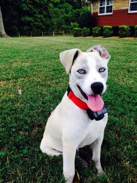 Pitbull Husky Mix A Look At The Devoted And Even Tempered Pitsky