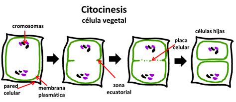 Biología 11° Tema 2 Reproducción Celular