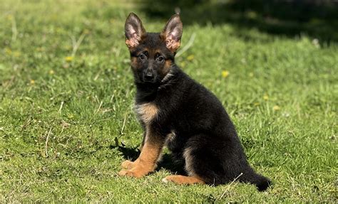 Kappel Kennels German Shepherd Puppies Of World Famous Quality