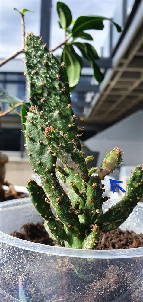 Optunia, or prickly pear cactus, is one of the only cold tolerant cacti. My prickly pear cactus pad is turning pink, is that normal ...