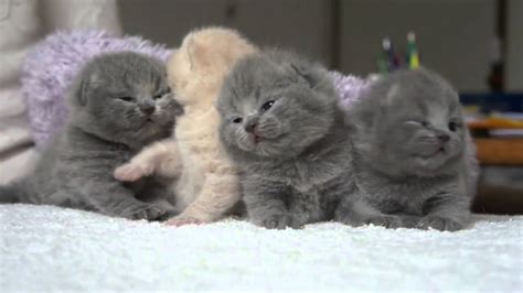 Scottish Fold Kittens Temperament D Youtube