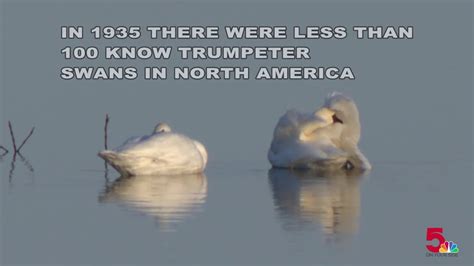 Trumpeter Swans Making Comeback In The Riverlands Youtube