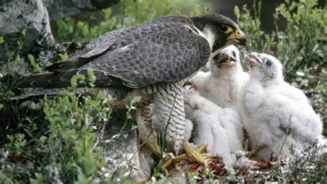 Peregrine Falcon Feeding Chicks In The Nest Youtube