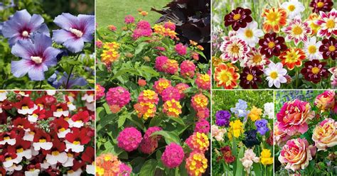 35 Multicolor Flowers Best Types Of Colorful Flowers