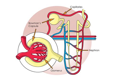 Slmillustration Functions Of The Kidneys Book Illustration