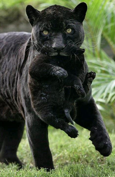 Black Panther W Baby Panther Ethan Pinterest