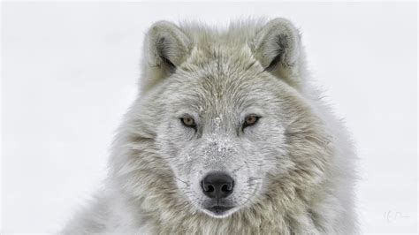 White Wolf In Winter Hd Wallpaper Background Image 1920x1080 Id