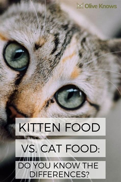 Maybe you would like to learn more about one of these? Kitten Food vs Cat Food: Do You Know the Differences ...
