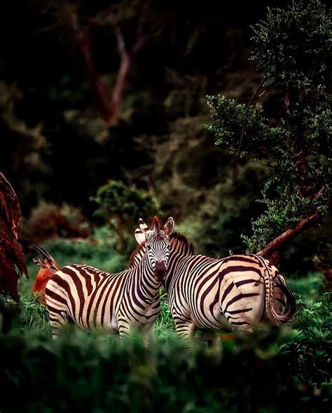 Africa Zebra Animals Wildlife Safari Landscape Nature Outdoors