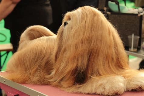 The Most Beautiful 7 Long Haired Dog Breeds Glamorous Dogs