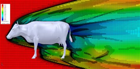 The Aerodynamics Of A Cow All About Cow Photos