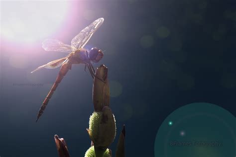 wallpaper blue light blur macro nature closeup canon photography fly dragonfly bokeh