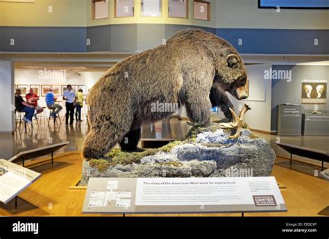 A Grizzly Bear Exhibit In The Main Lobby Of The Buffalo Bill Center Of