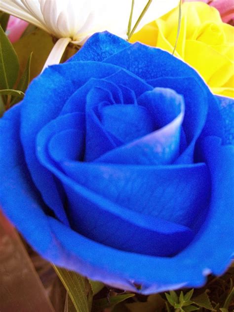 Wallpapers The Most Beautiful Blue Roses Gallery