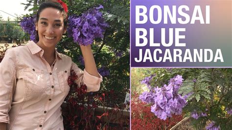 How to plant fern tree, blue jacaranda, dwarf jacaranda. This dwarf jacaranda is a great accent for your yard - YouTube