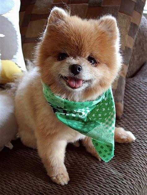 75 Pictures Of Cute Dogs And Puppies Smiling Cute Overload Babamail