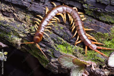 Centipede Scolopendra Sp Sleeping On A Mossy Tree In Tropical