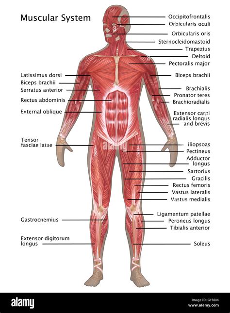 Illustration Of The Muscular System In The Male Anatomy Labeled From