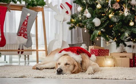 Golden Retriever Dog Sleeping Under Christmas Tree Stock Photo Image