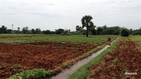 Agricultural Farm Land For Sale Near Tirunelveli Landplots For Sale